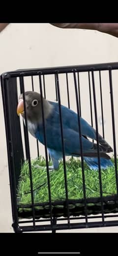 Blue Fishri Lovebird  | 03322655906