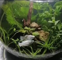 Planted fish bowls