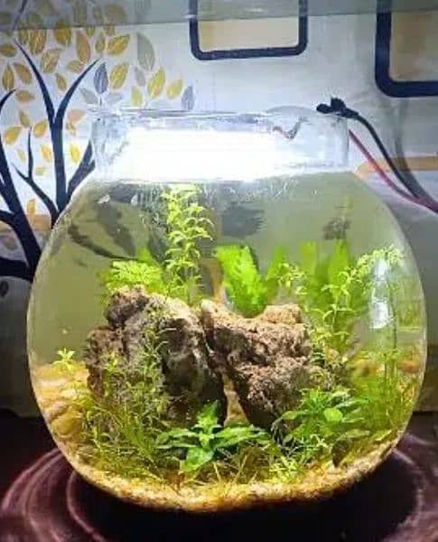 Planted fish bowls 7