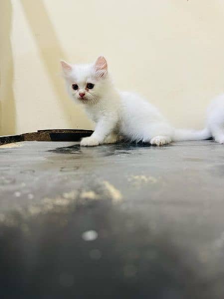persian kitten cat 1