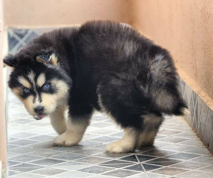 sibarian huskey / sibarian huskey male / haskey for sale 6