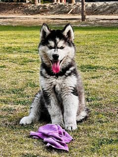 sibarian huskey / sibarian huskey male / haskey for sale