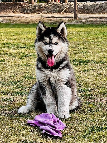 sibarian huskey / sibarian huskey male / haskey for sale 0