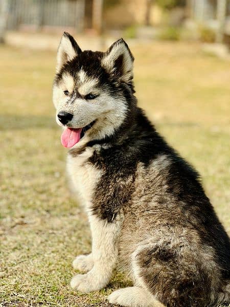 sibarian huskey / sibarian huskey male / haskey for sale 1