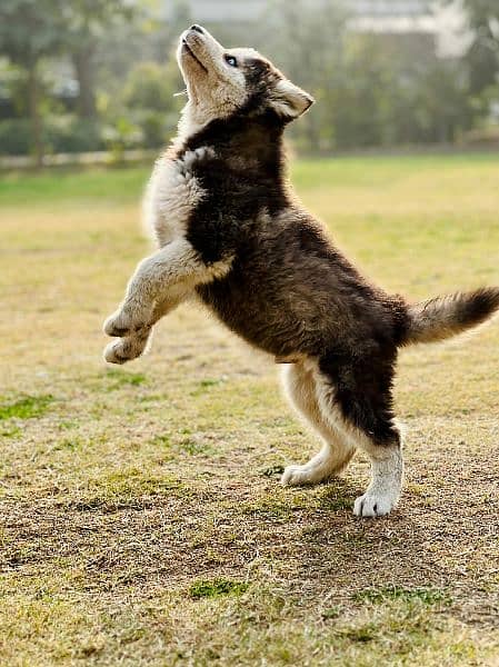 sibarian huskey / sibarian huskey male / haskey for sale 2