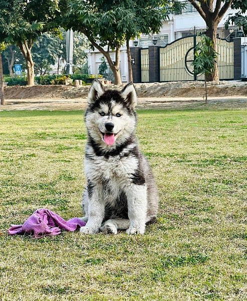 sibarian huskey / sibarian huskey male / haskey for sale 4