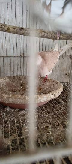 dove khumray breeder pair full active  03146021910