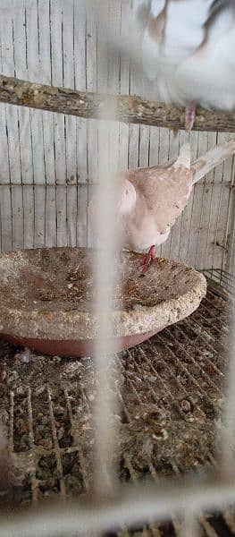 dove khumray breeder pair full active  03146021910 0