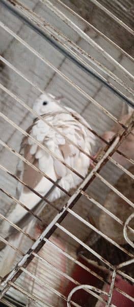 dove khumray breeder pair full active  03146021910 1