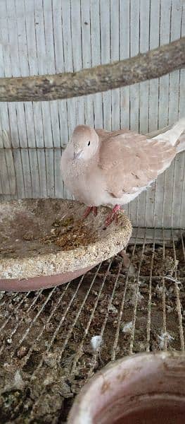 dove khumray breeder pair full active  03146021910 2