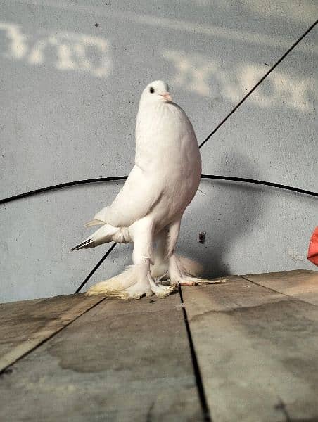 white pouter pigeon 0