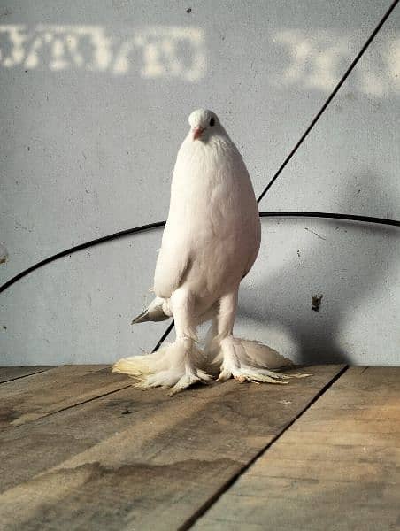 white pouter pigeon 1