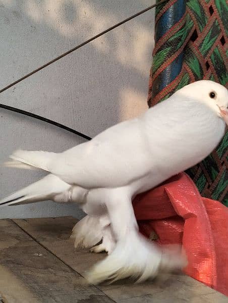 white pouter pigeon 2