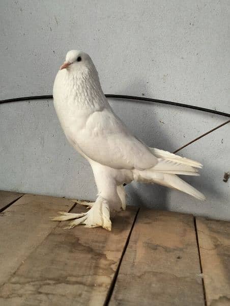 white pouter pigeon 3