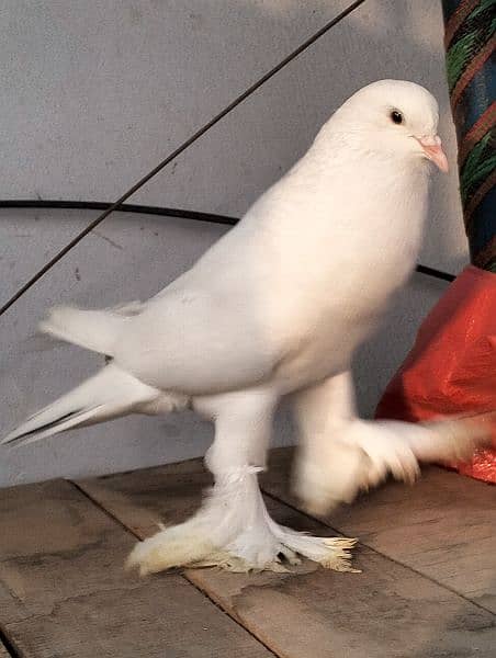 white pouter pigeon 4