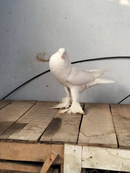 white pouter pigeon 5