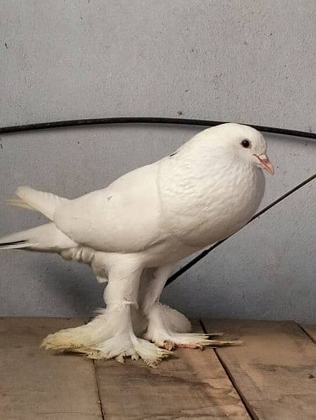 white pouter pigeon 6