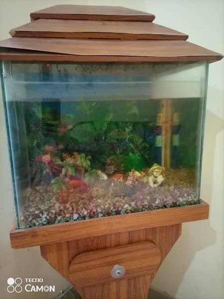 Fish aquarium with 1 healthy fishes 0