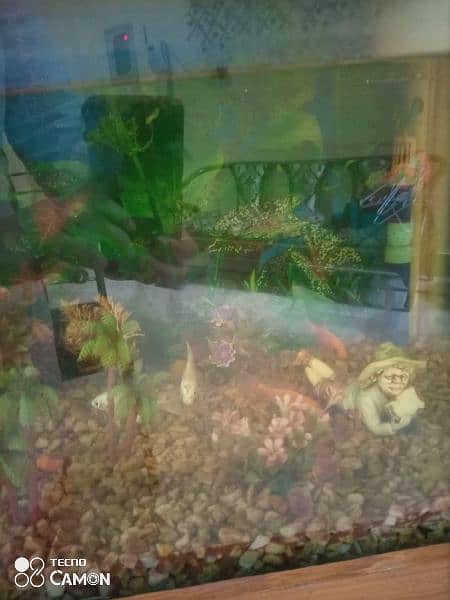 Fish aquarium with 1 healthy fishes 1