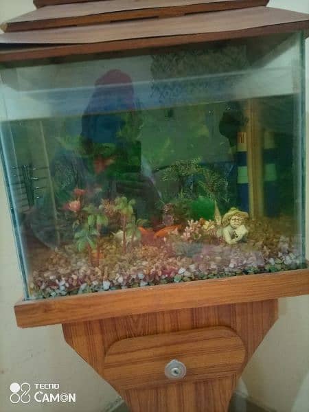 Fish aquarium with 1 healthy fishes 2