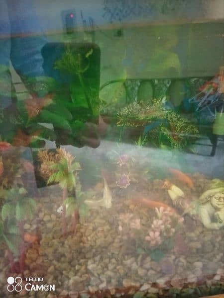 Fish aquarium with 1 healthy fishes 4