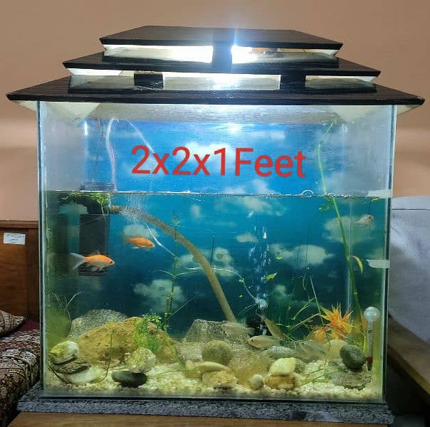 Full Fish Aquarium with 9 Fishes and Accessories-Pump-Food 2x2x1 Feet 0