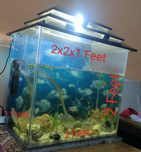 Full Fish Aquarium with 5 Fishes and Accessories-Pump-Food 2x2x1 Feet 1