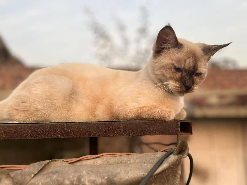 Siamese mated cat@Siamese cat@ Kitten@Persian Kitten@Perisan@Cat 0