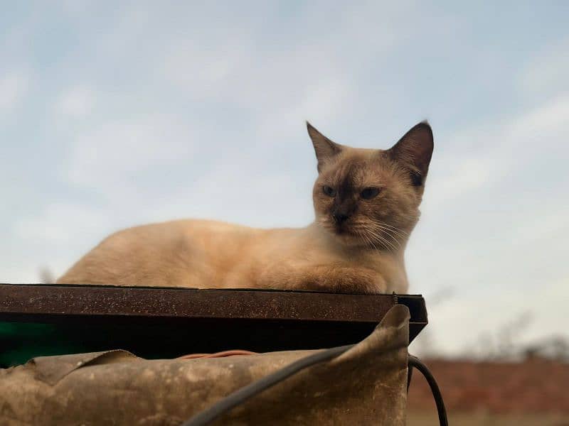Siamese mated cat@Siamese cat@ Kitten@Persian Kitten@Perisan@Cat 8