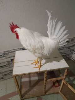 Rooster 5 months old