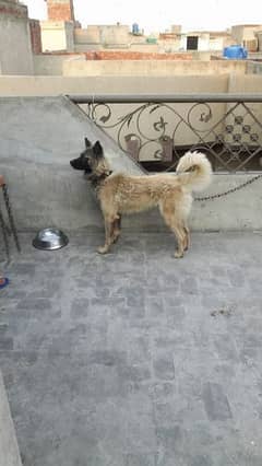 belgiun and German cross breed male dog