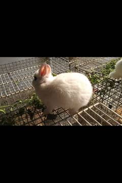 Rabbits breeds for sale, Newzeland white, hotot dwarf Flemish,