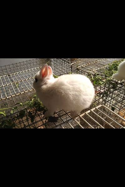 Rabbits breeds for sale, Newzeland white, hotot dwarf Flemish, 0