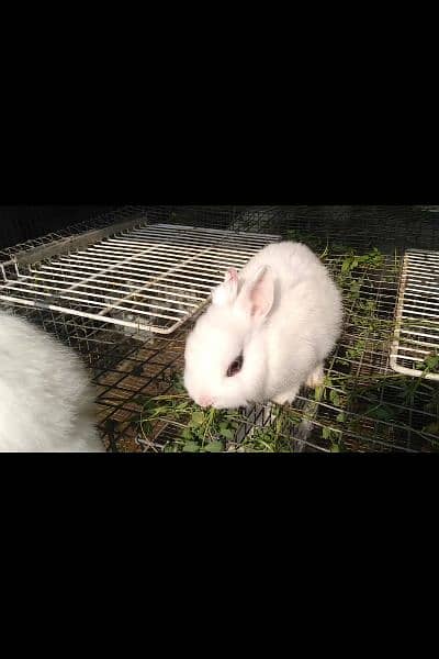 Rabbits breeds for sale, Newzeland white, hotot dwarf Flemish, 1