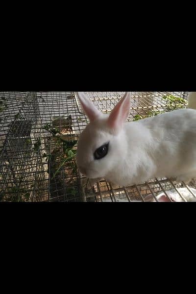 Rabbits breeds for sale, Newzeland white, hotot dwarf Flemish, 3