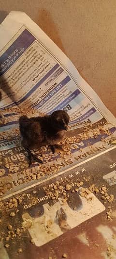 Ayam Cemani Chicks for Sale! Black Meat.