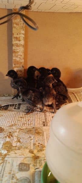 Ayam Cemani Chicks for Sale! Black Meat. 2