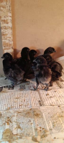 Ayam Cemani Chicks for Sale! Black Meat. 4