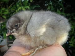 Blue Australorp Chicks | Splash Australop White Austrolop | Black Eggs