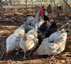 Blue Australorp Hens | Splash Australop White Austrolop | Breeder Eggs