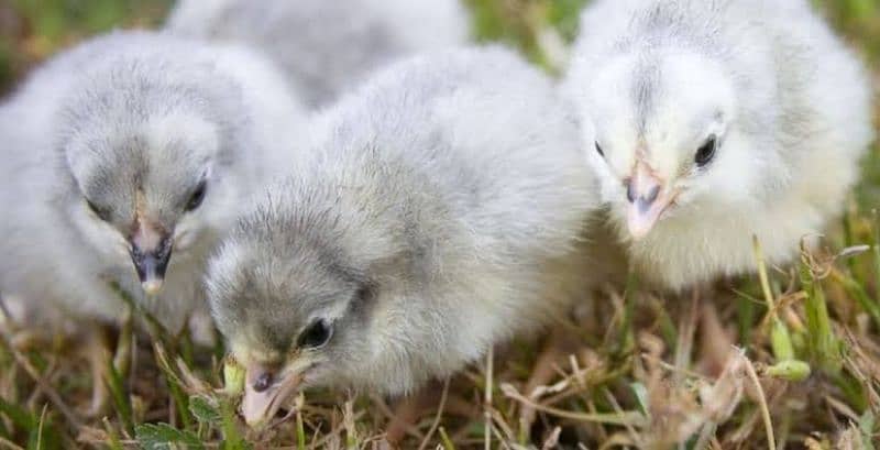 Blue Australorp Chicks | Splash Australop White Austrolop | Black Eggs 2