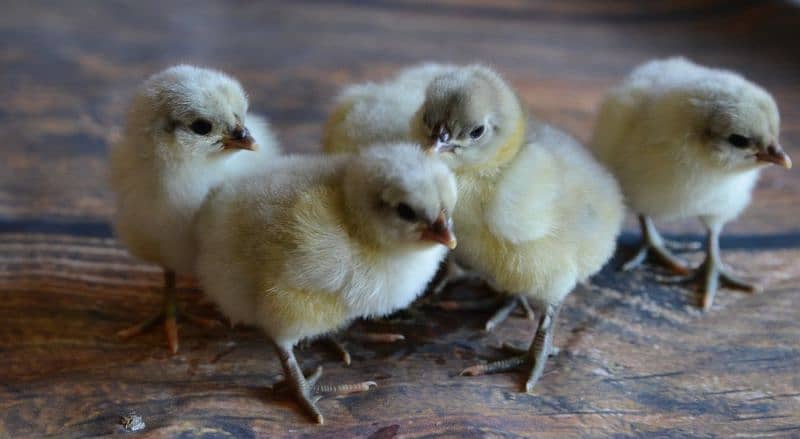 Blue Australorp Chicks | Splash Australop White Austrolop | Black Eggs 4