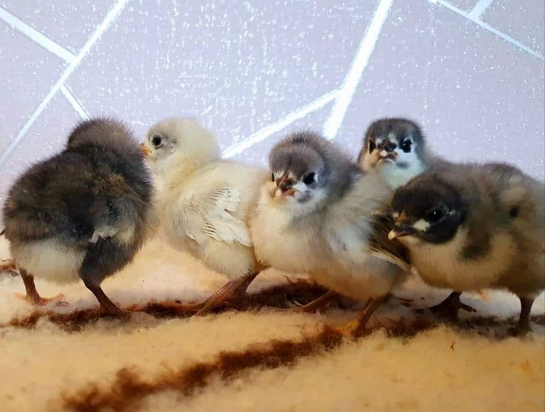 Blue Australorp Chicks | Splash Australop White Austrolop | Black Eggs 5