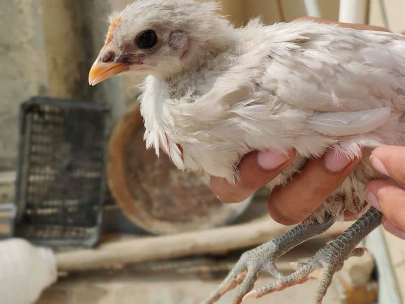 Blue Australorp Chicks | Splash Australop White Austrolop | Black Eggs 8