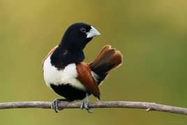 Tricolour Munia