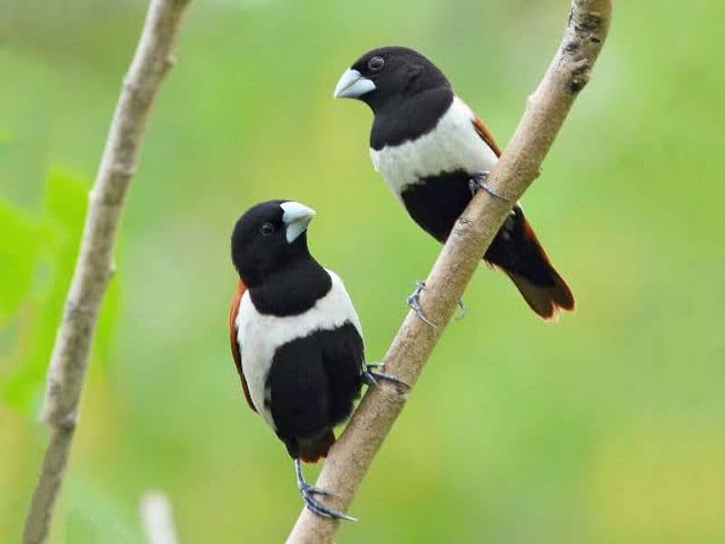 Tricolour Munia 1