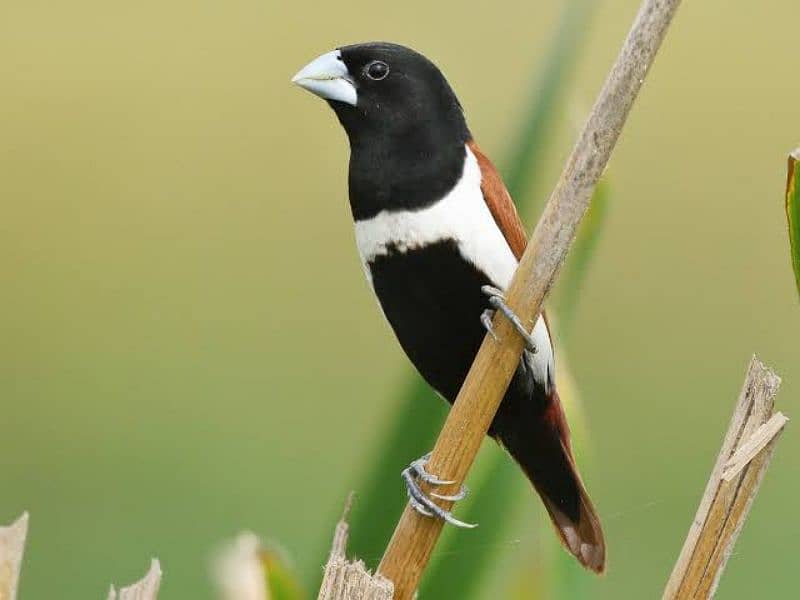 Tricolour Munia 2