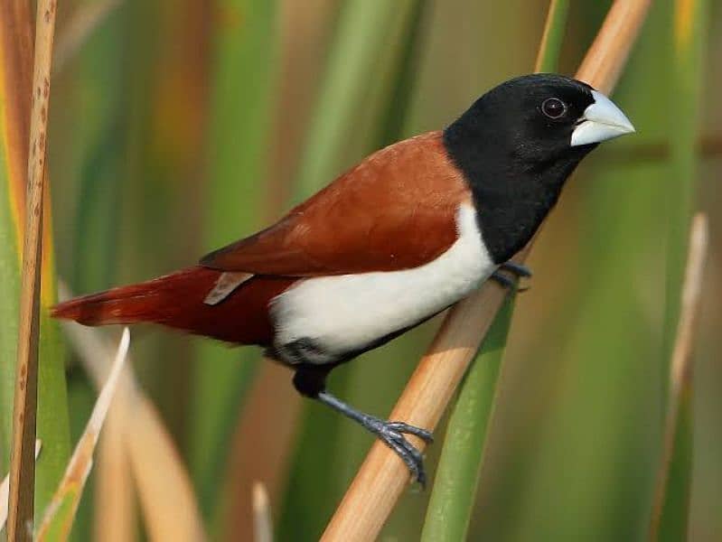 Tricolour Munia 3