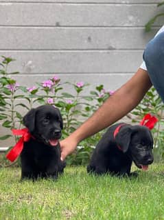 Labrador puppy hot sale price olx