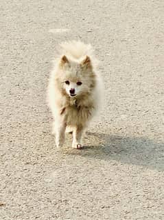 Pomeranian white sale olx